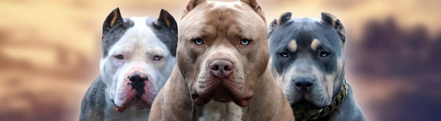 irondenkennels