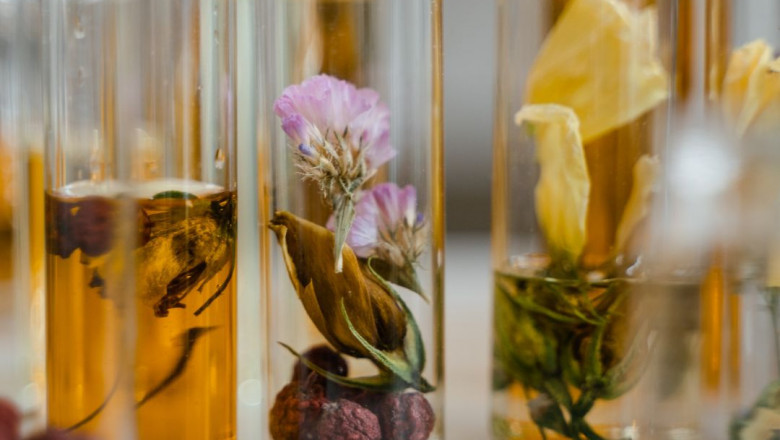 The Best Chypre Fragrances on Fragrantica and the Allure of Vanilla Perfume Oil