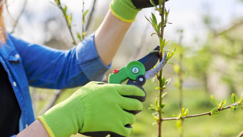 Spring Pruning Of Fruit Trees: Schemes, Types, Terms