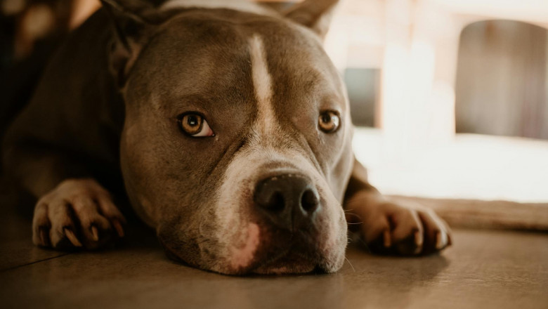 Pitbull Puppies for Sale in New York Smart, Strong, and Loving