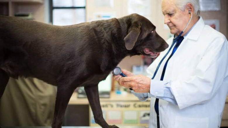 Gentamicin for Dogs: Benefits, Dosage, Side Effects, and More
