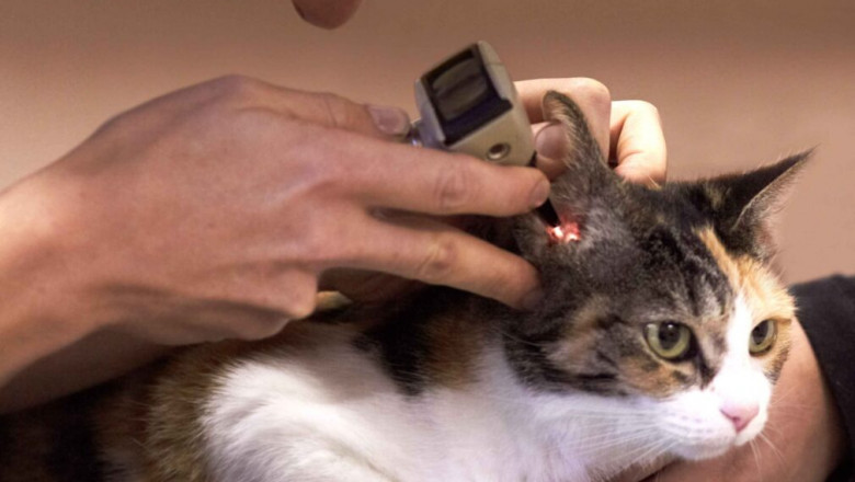 The Importance of Spaying and Neutering in Preventing Health Problems in Pets
