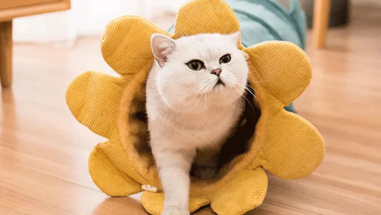 The Ultimate Guide to Coordinating Pet Clothing with Your Home Decor