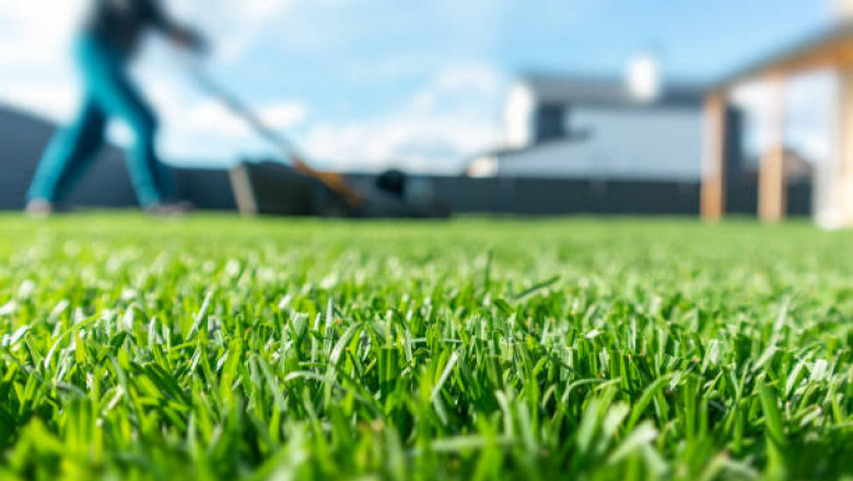 What Are the Best Lawn Care Tips for a Healthier Green Lawn?