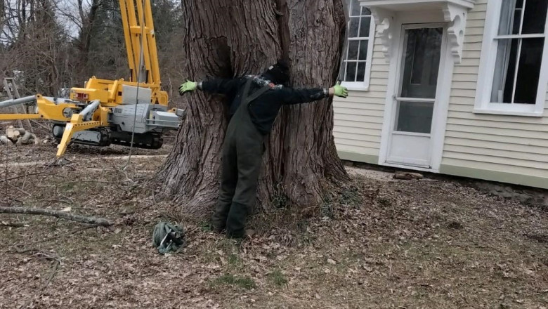 Can Tree Services Help Prevent Storm Damage?