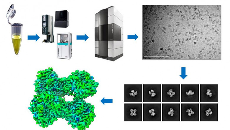 Cryo-EM Structure Analysis Services: Revolutionizing Drug Discovery and Structural Biology Research