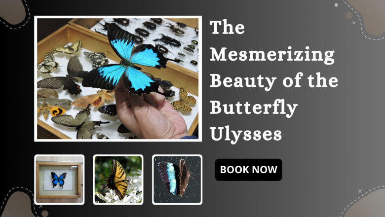 The Mesmerizing Beauty of the Butterfly Ulysses