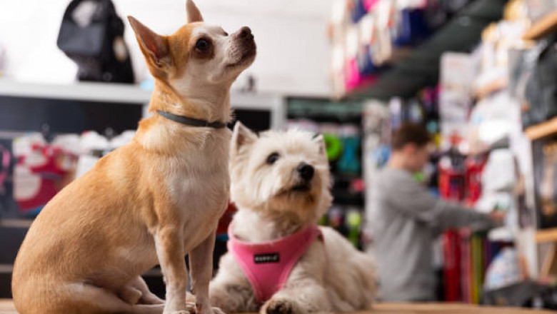 What’s New in Pet Supply Store Products for Summer 2025?