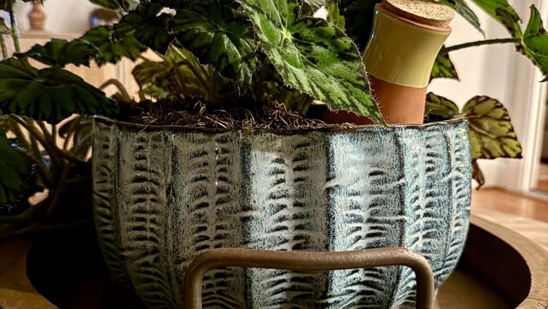 6 Foolproof Ways to Keep Your Plants Alive While You're on Vacation