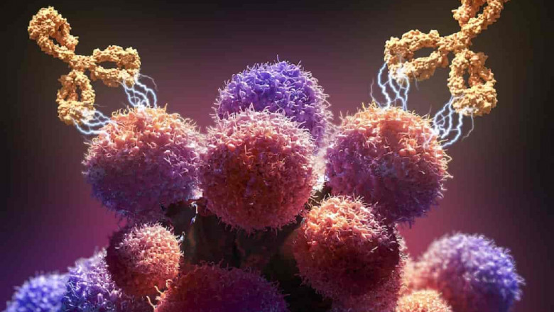 Cancer Monoclonal Antibodies: A New Era in Personalized Cancer Treatment