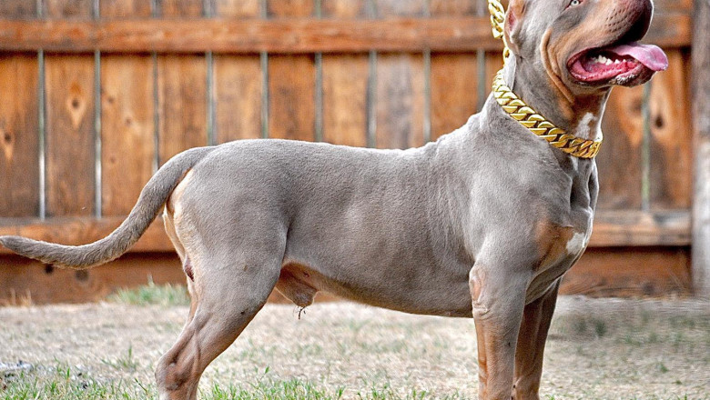 Finding the Perfect Pitbull for Sale: Your Guide to Healthy and Happy Pitbull Puppies