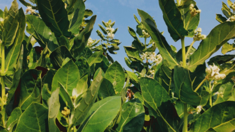 Growing a Giant Milkweed Tree at Home