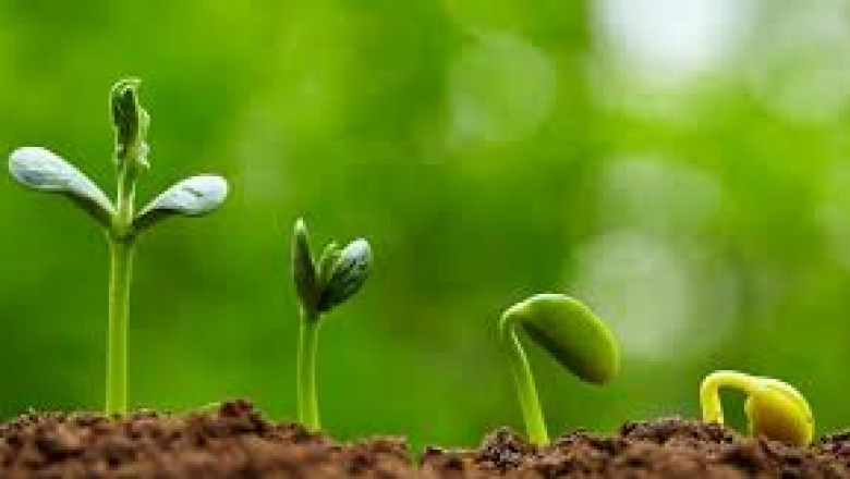 The Role of Gibberellins in Plant Growth and Development: A Comprehensive Guide