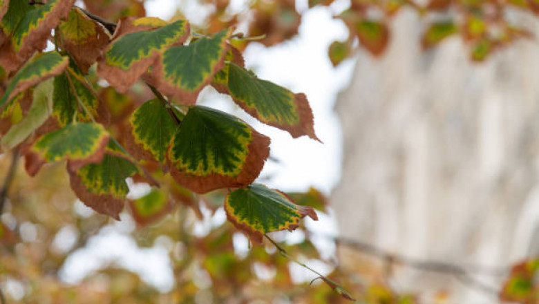 Top Plant Disease Forecasting Tools: Early Detection & Control
