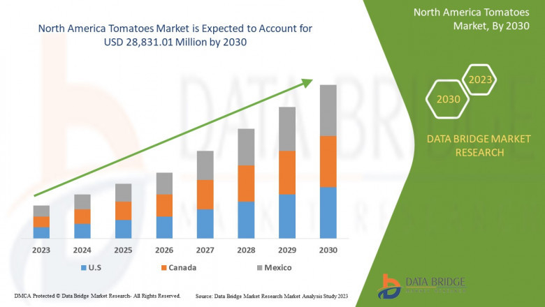 North America Tomatoes Market Forecast, Growth Insights, and Size Analysis