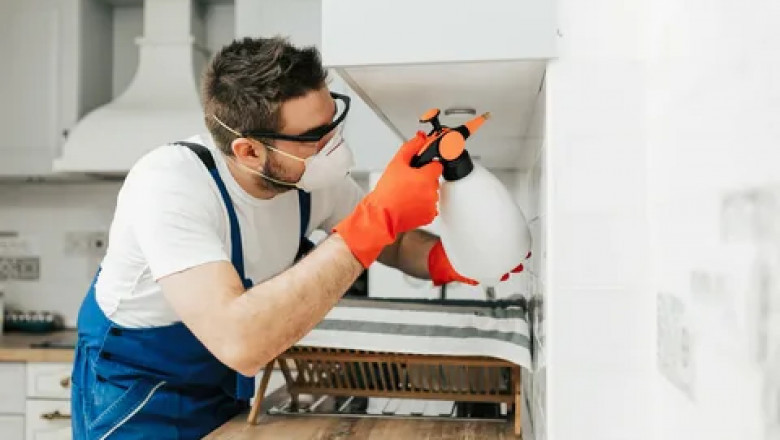 The Problem – Why Wasps and Bees Are More Than Just a Nuisance