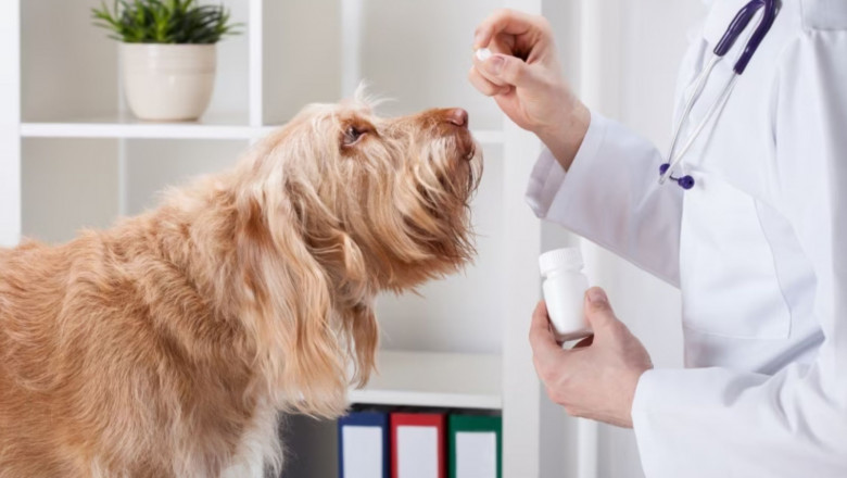 The Ultimate Pet Care in New York Checklist: Preventive Steps for a Healthier Pet!