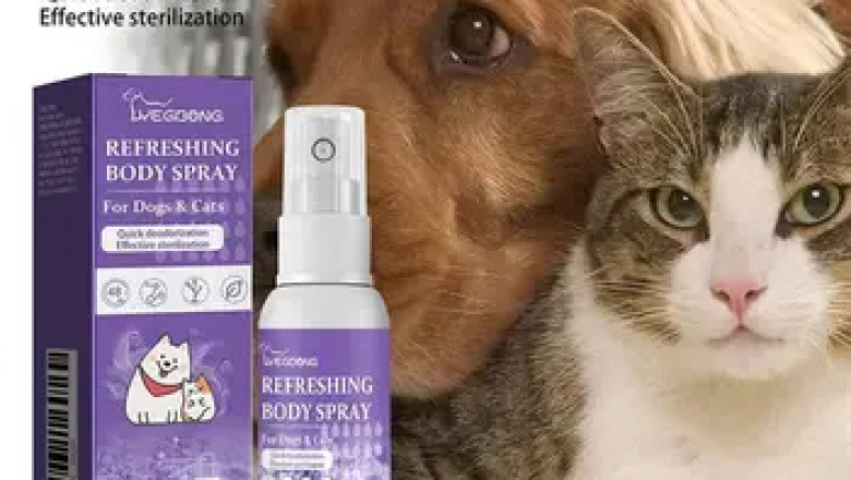Why Emergency Veterinarian Services Are Essential
