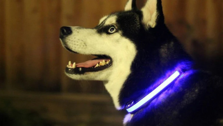 Why Quality Pet Wear Matters: Insights from a Leading Pet Clothing Store