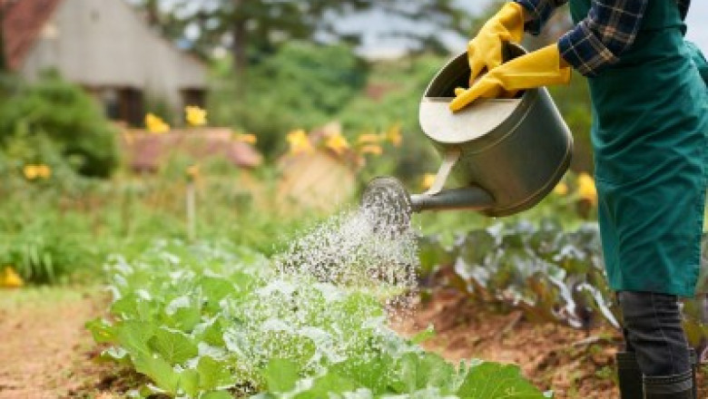 Explore Quality Gardening and Outdoor Items at Dachnik