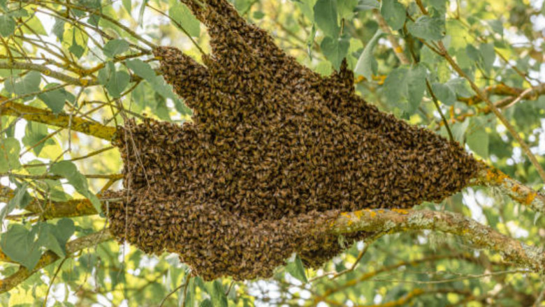 Understanding Swarm Behavior: Why Bees Gather in Large Groups