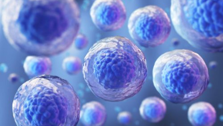 3D Bioprinting Meets Stem Cells: The Future of Organ Transplants