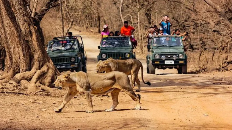 Top Resorts and Stays Near Sasan Gir National Park