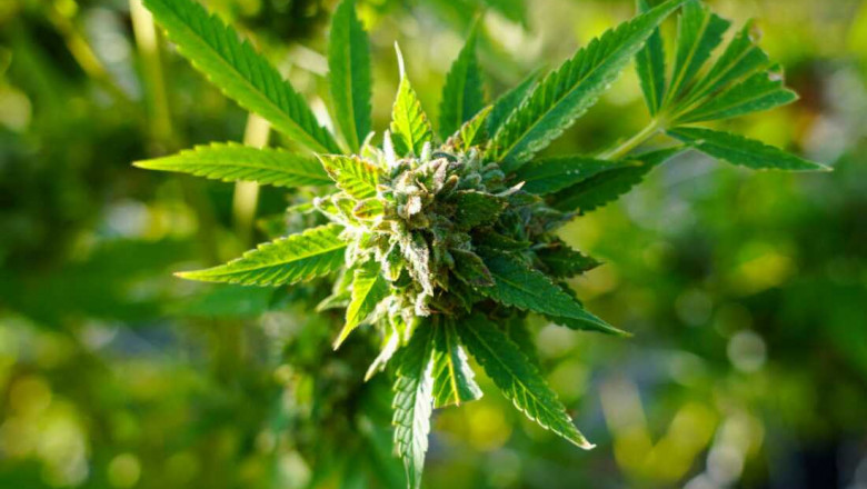 How Legal Cannabis is Reshaping the Economy and Society