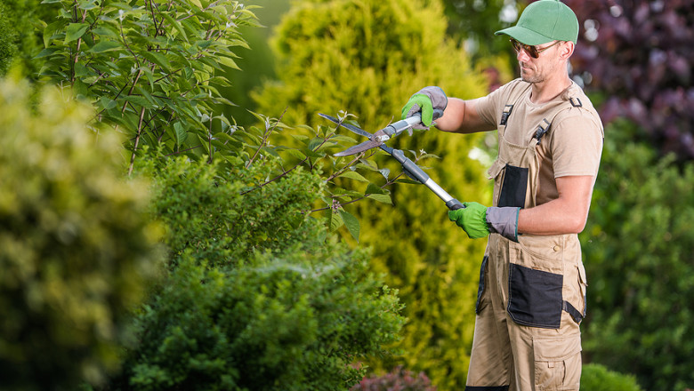 Tree Trimming Services La Marque, TX