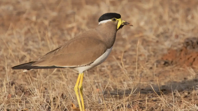 A Guide to Bird Watching in Sasan Gir