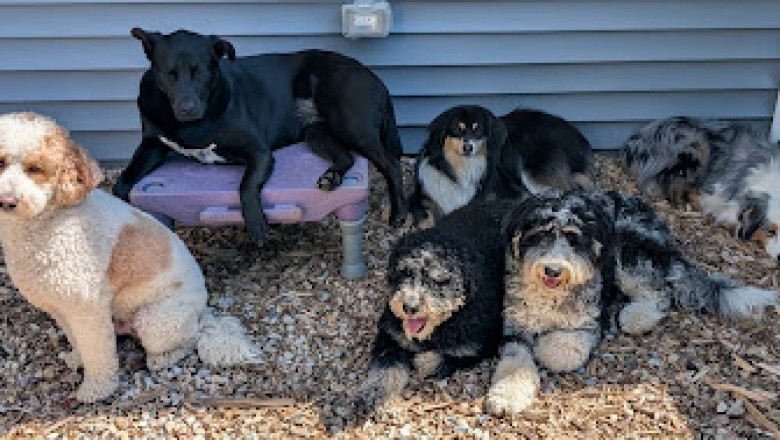 Is a Dog Day Care Center Better Than a Pet Sitter?