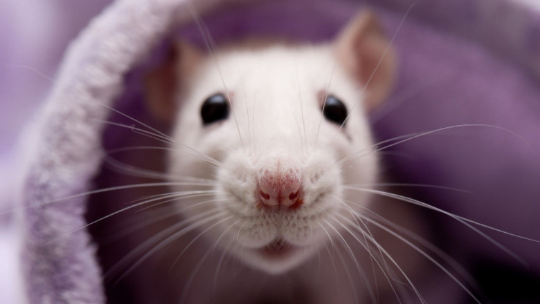 Mouse(Rat)