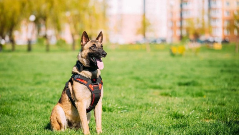 Guide to Breeding Healthy German Shepherds working dogs in Summerfield FL