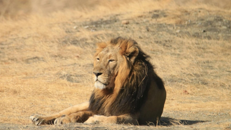 Jungle Safari vs Devaliya Safari: Which One Should You Choose?