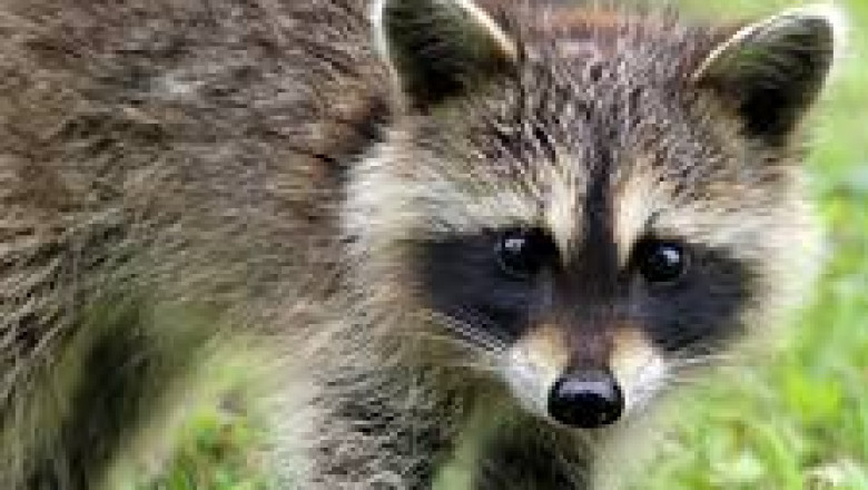 Simcoe Muskoka Wildlife Removal: Offering Humane & Effective Wildlife Removal Services