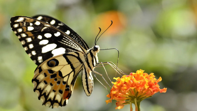 Buterfly
