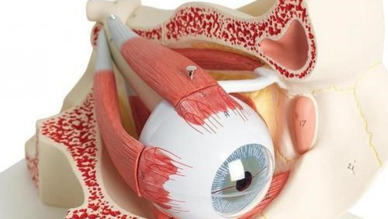 Eye Anatomical Model: A Comprehensive Guide to Understanding the Structure and Function of the Human Eye