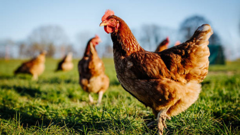 The Wonderful World of Chicken: A Staple in Every Kitchen