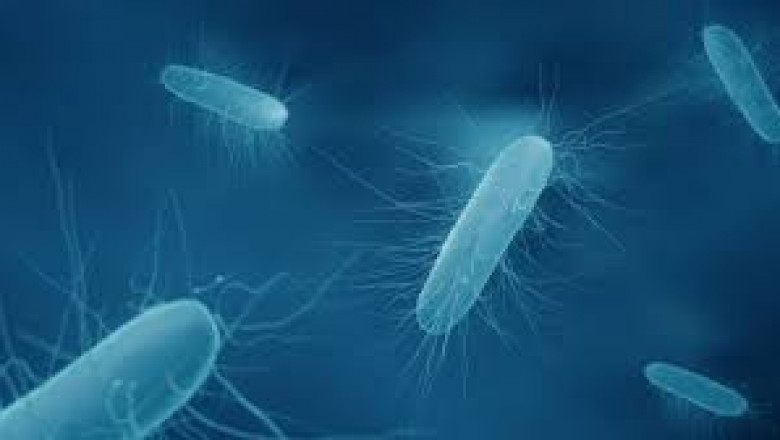 Understanding Listeria Monocytogenes Infections Treatment: Symptoms, Diagnosis, and Options