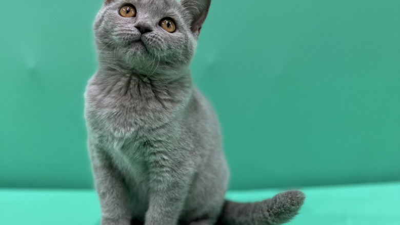 Kittens for Sale in UAE: Your Comprehensive Guide to Finding the Perfect Feline Companion