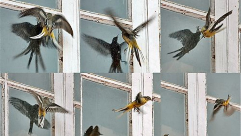 Top 3 Reasons for Bird Flying in Your House Meaning
