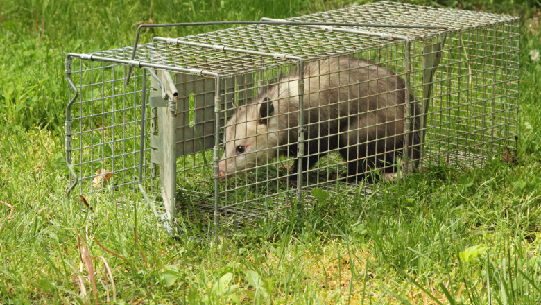 5 Tips for Effective Possum Removal from Your Attic