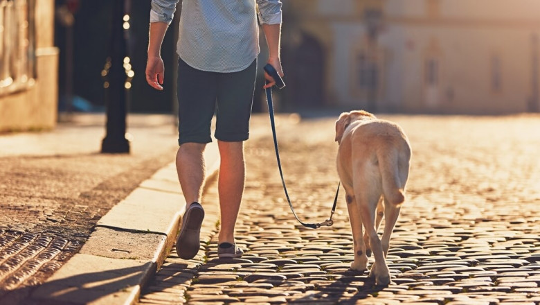 Reliable and Trusted Dog Walking in North London What Pet Owners Need to Know