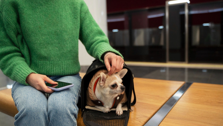 Professional Dog Training and Puppy Training Services in West Palm Beach, FL
