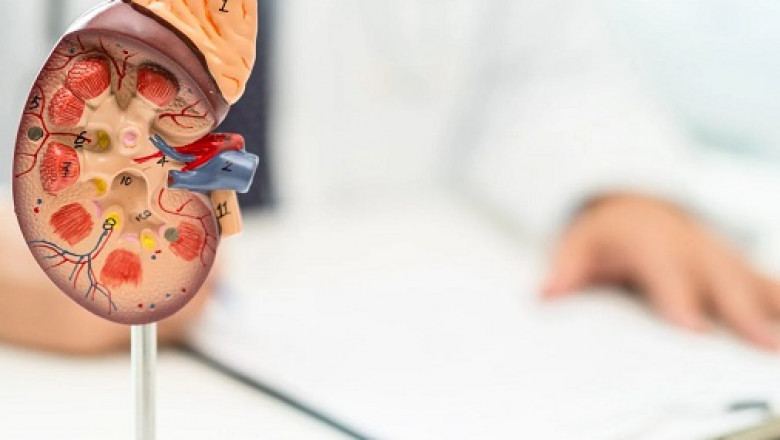 Ayurvedic Treatment for IgA Nephropathy: Natural Solutions for Kidney Inflammation