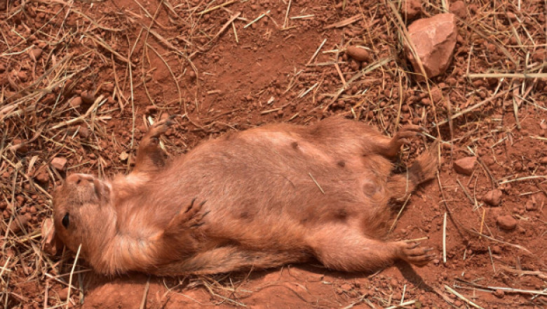 What to Do If You Find a Dead Squirrel on Your Property in Novi