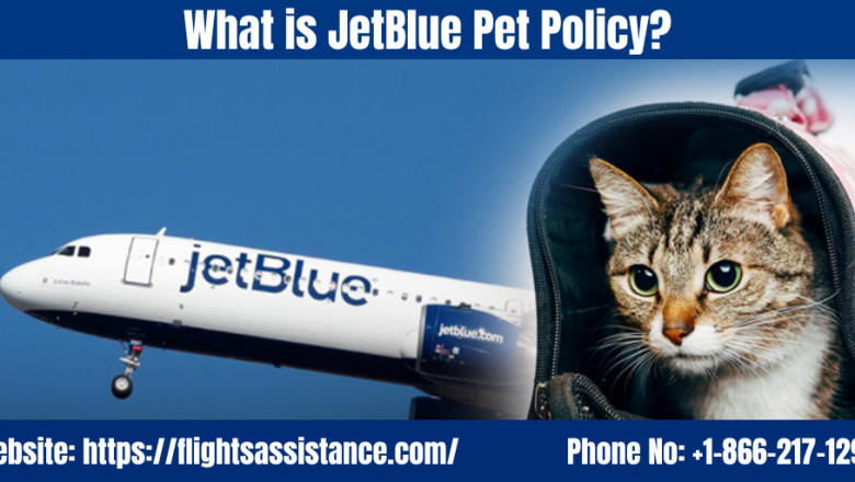 JetBlue Pet Policy: A Complete Guide for Pet-Friendly Travel